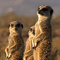 MEERKAT ADVENTURES